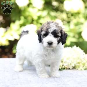 Remi, Bich-Poo Puppy